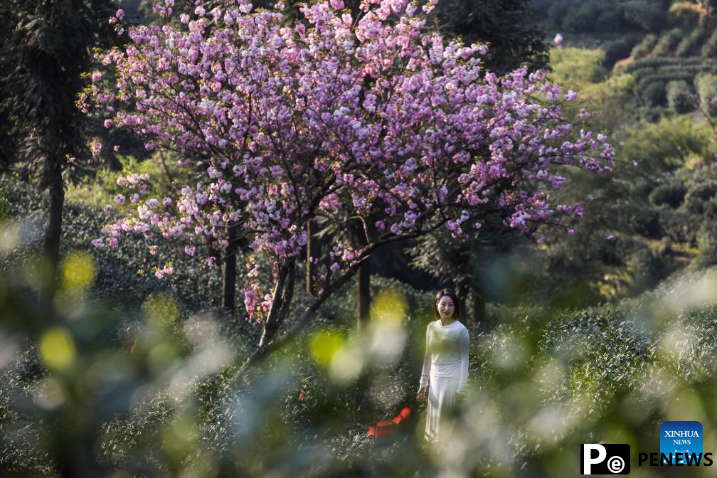 Cherry blossoms attract tourists in Hangzhou, E China