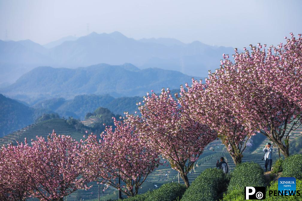 Cherry blossoms attract tourists in Hangzhou, E China