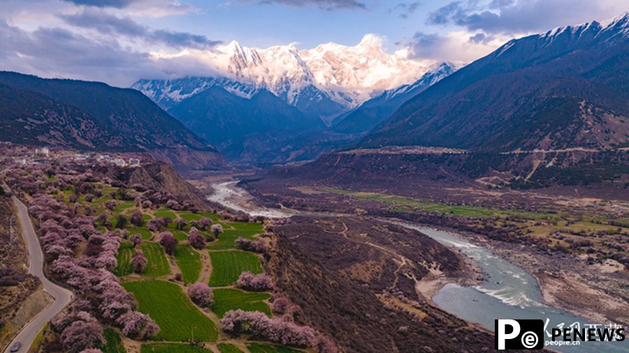 In pics: Picturesque scenery of peach blossoms in Nyingchi, SW China's Xizang