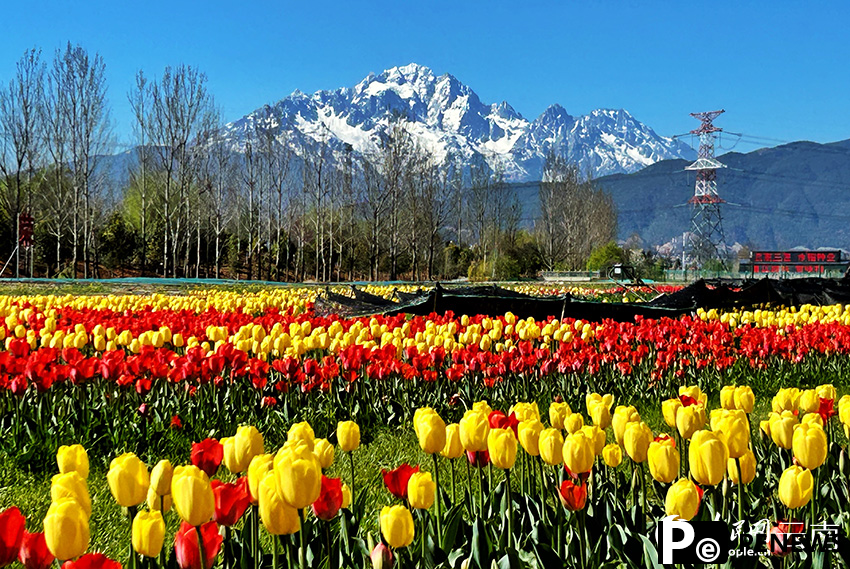 Blooming tulips and Yulong Snow Mountain attract visitors to Lijiang, SW China