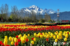Blooming tulips and Yulong Snow Mountain attract visitors to Lijiang, SW China's Yunnan