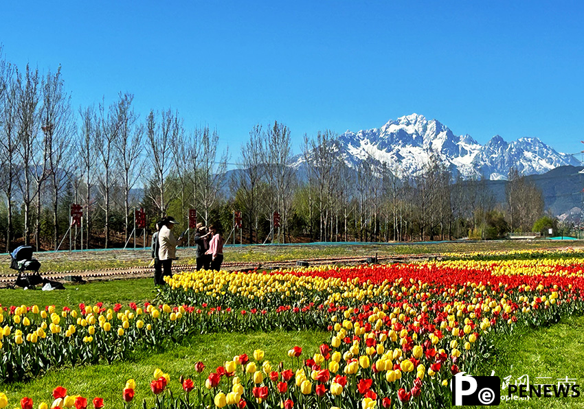 Blooming tulips and Yulong Snow Mountain attract visitors to Lijiang, SW China