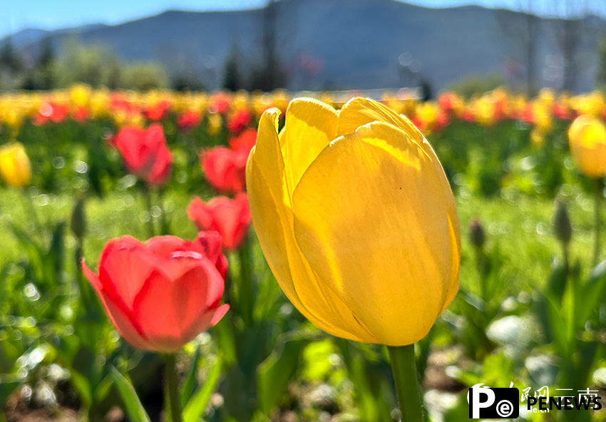 Blooming tulips and Yulong Snow Mountain attract visitors to Lijiang, SW China