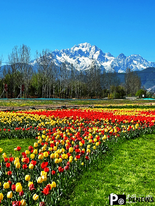 Blooming tulips and Yulong Snow Mountain attract visitors to Lijiang, SW China
