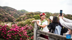 Tourists enjoy blooming azaleas in Bijie, China's Guizhou