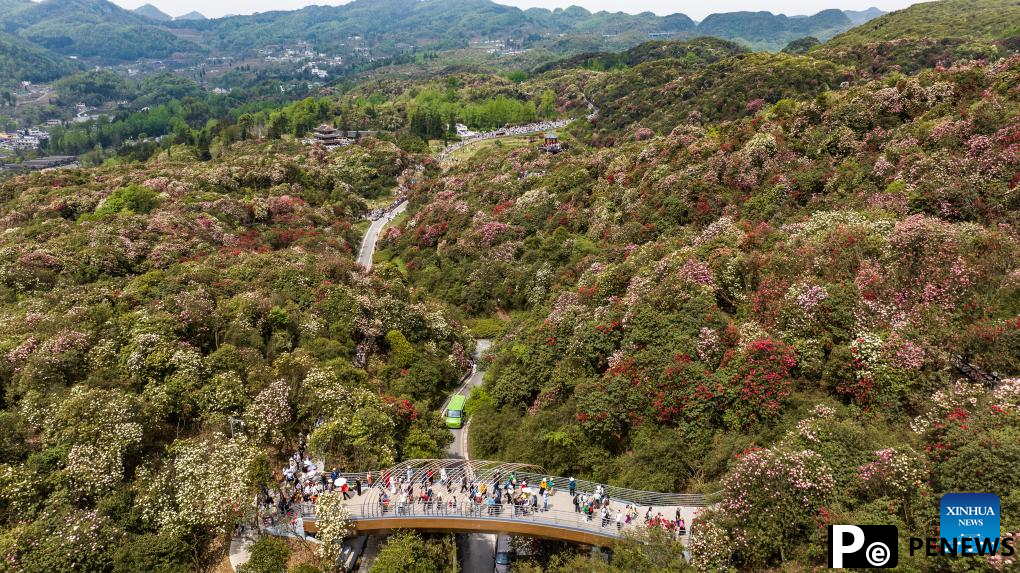 Tourists enjoy blooming azaleas in Bijie, China