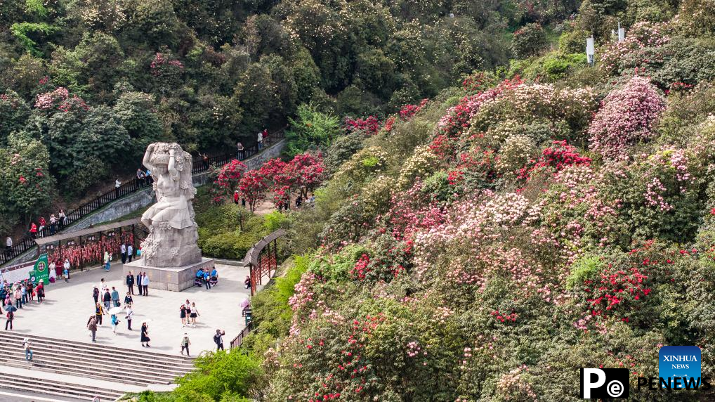 Tourists enjoy blooming azaleas in Bijie, China