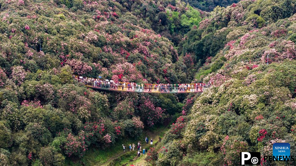 Tourists enjoy blooming azaleas in Bijie, China
