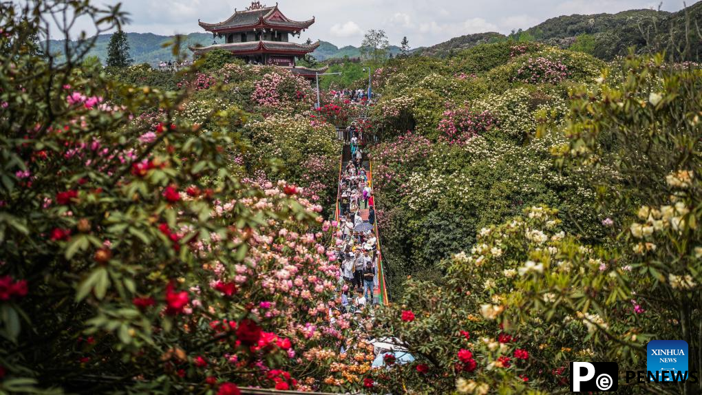 Tourists enjoy blooming azaleas in Bijie, China