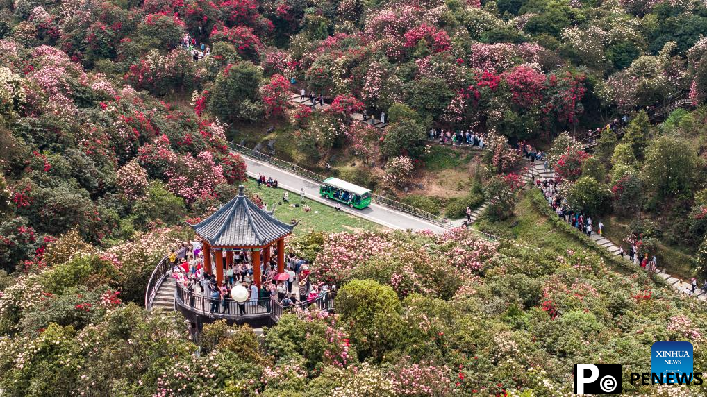 Tourists enjoy blooming azaleas in Bijie, China