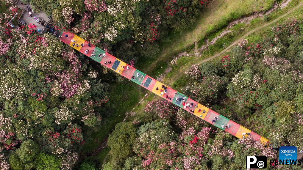 Tourists enjoy blooming azaleas in Bijie, China