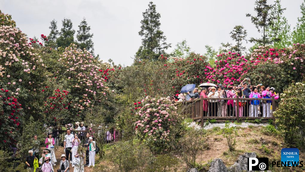 Tourists enjoy blooming azaleas in Bijie, China