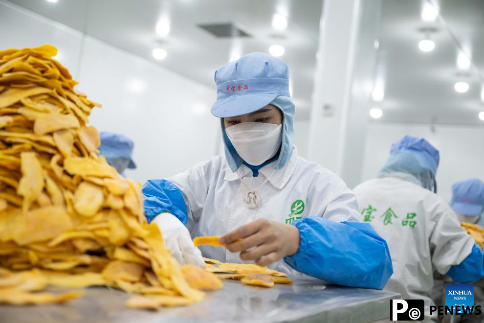 Sweetness of Cambodian mangoes shared by Chinese people