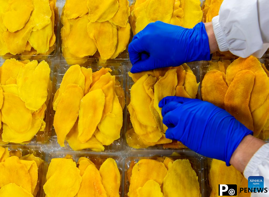 Sweetness of Cambodian mangoes shared by Chinese people