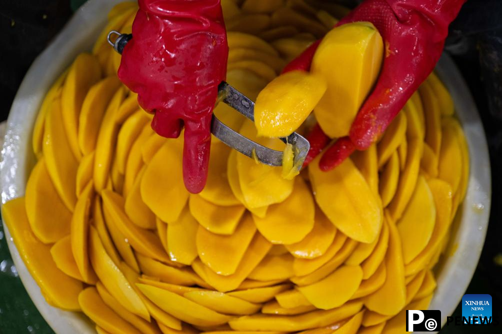 Sweetness of Cambodian mangoes shared by Chinese people