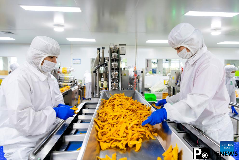 Sweetness of Cambodian mangoes shared by Chinese people