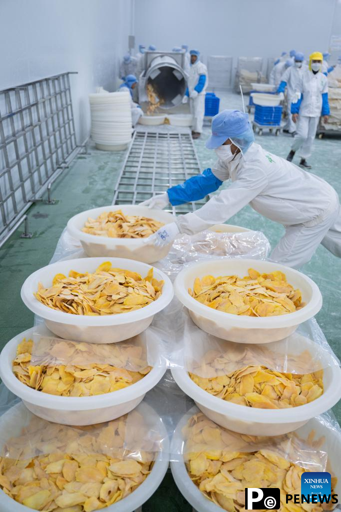 Sweetness of Cambodian mangoes shared by Chinese people