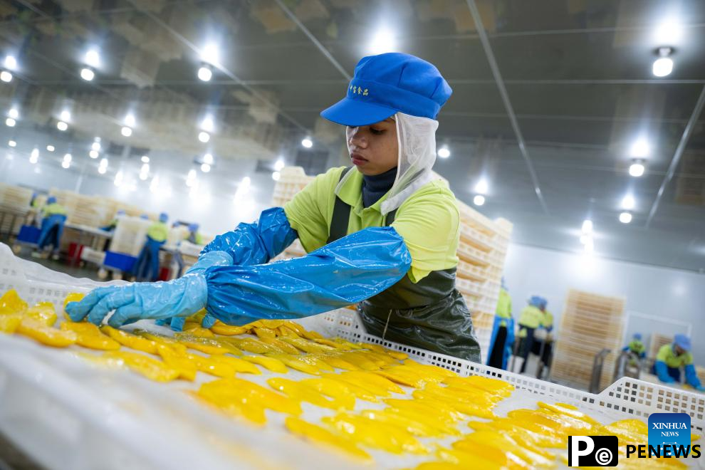 Sweetness of Cambodian mangoes shared by Chinese people
