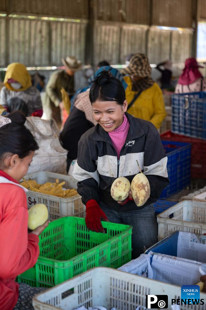 Sweetness of Cambodian mangoes shared by Chinese people