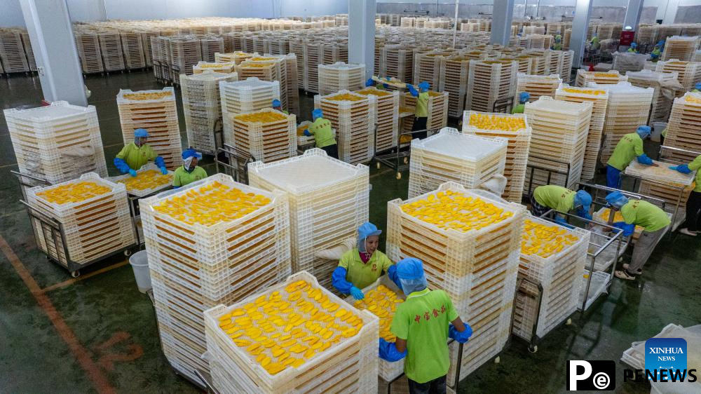 Sweetness of Cambodian mangoes shared by Chinese people