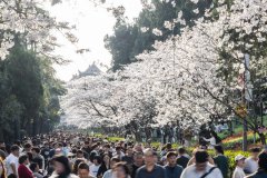 Spring is here, China's tourism economy in full bloom