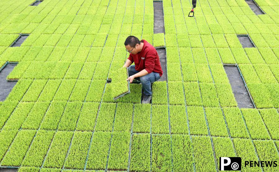 Rice gene map to enable breeding of improved varieties