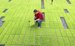 Rice gene map to enable breeding of improved varieties