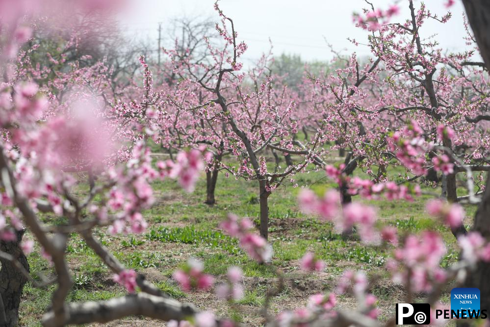 Flowers bloom in China