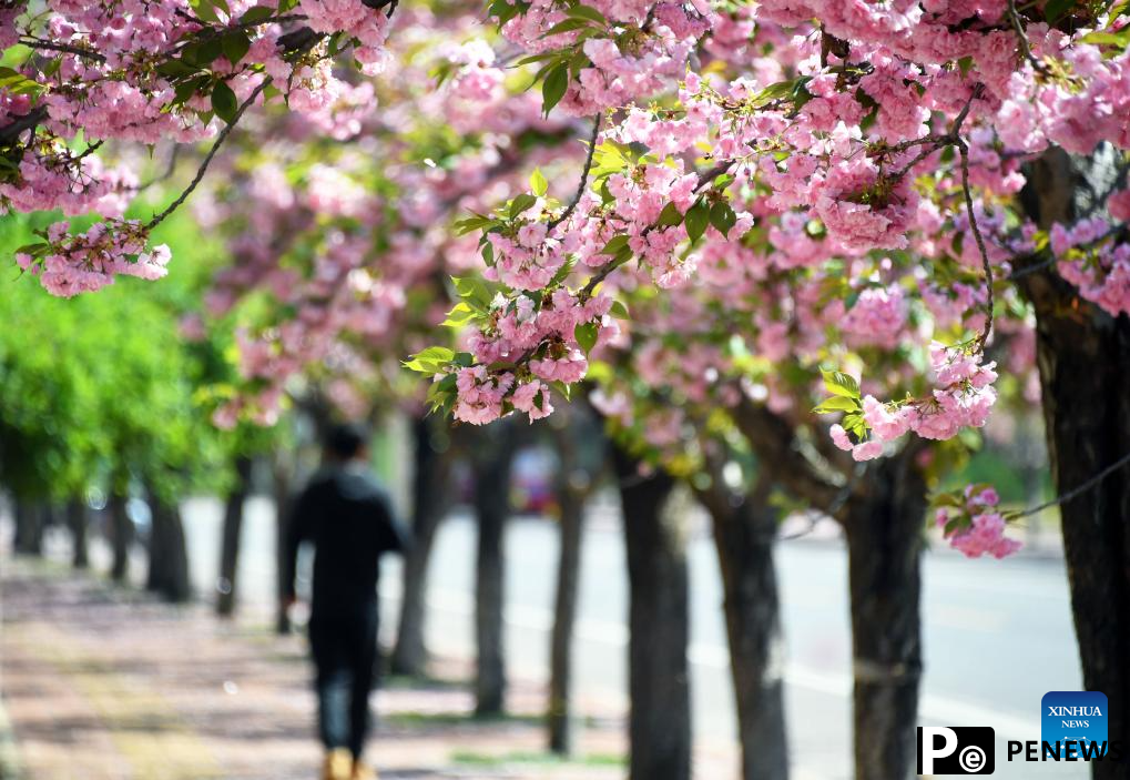 Flowers bloom in China