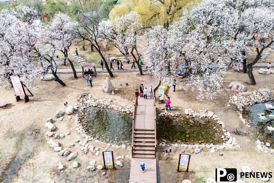 Aerial views of blooming apricot flowers in N China
