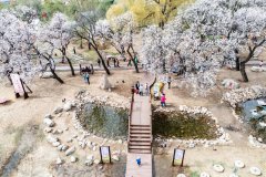 Aerial views of blooming apricot flowers in N China's Inner Mongolia