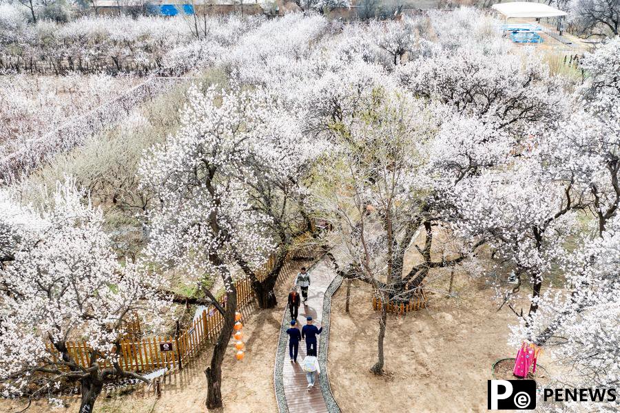 Aerial views of blooming apricot flowers in N China
