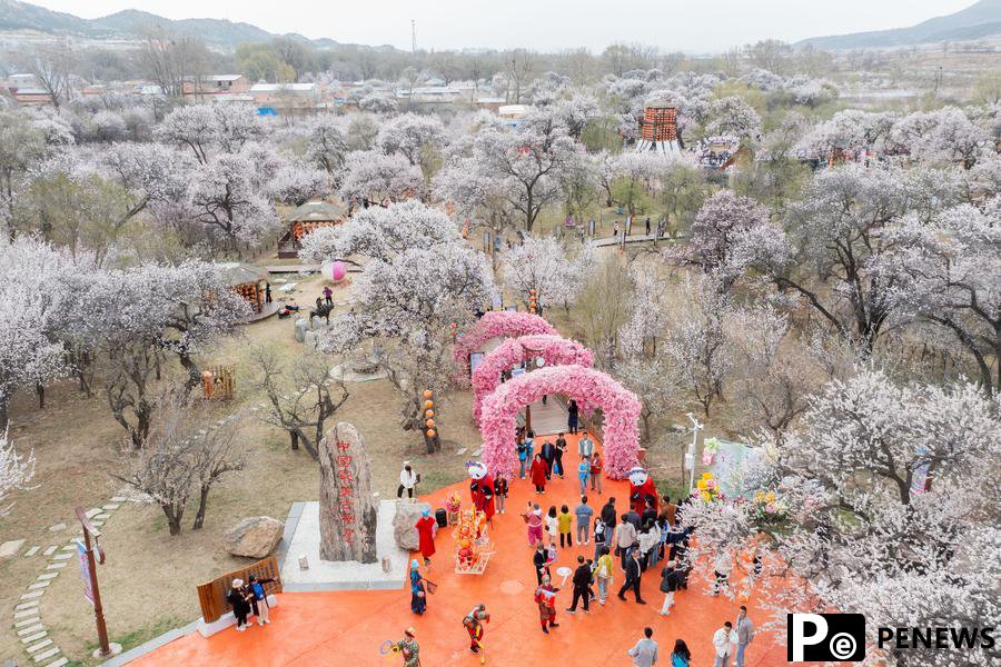 Aerial views of blooming apricot flowers in N China