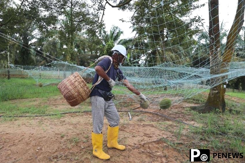 Booming durian trade mirrors mutually beneficial China