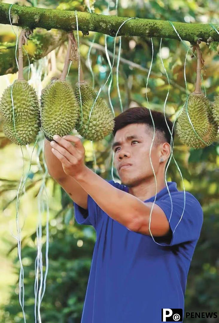 Booming durian trade mirrors mutually beneficial China