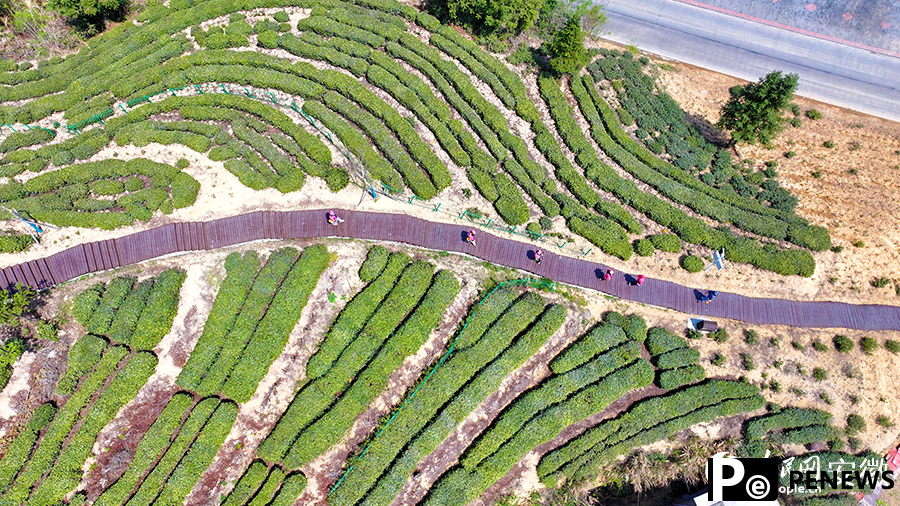 Ancient tea garden blends tradition with tourism in E China