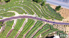 Ancient tea garden blends tradition with tourism in E China's Anhui
