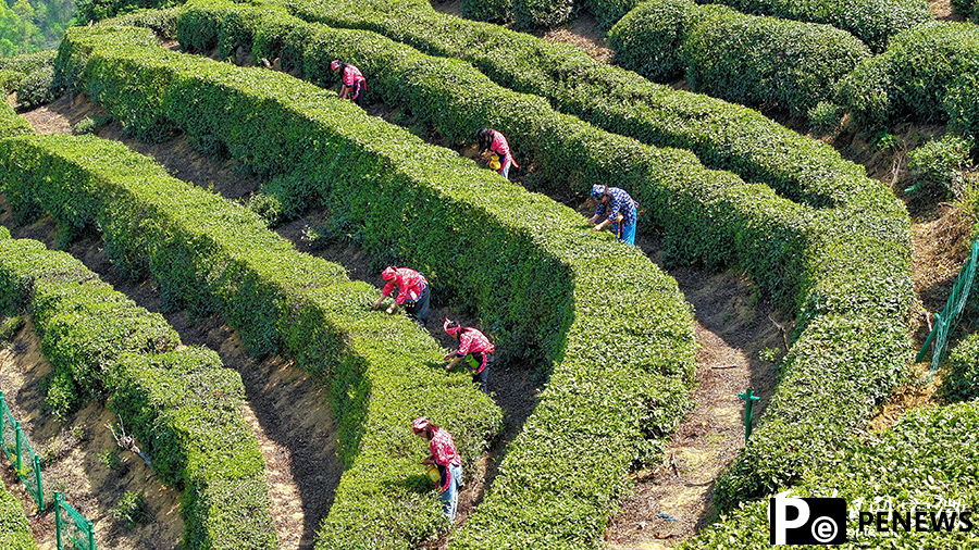 Ancient tea garden blends tradition with tourism in E China