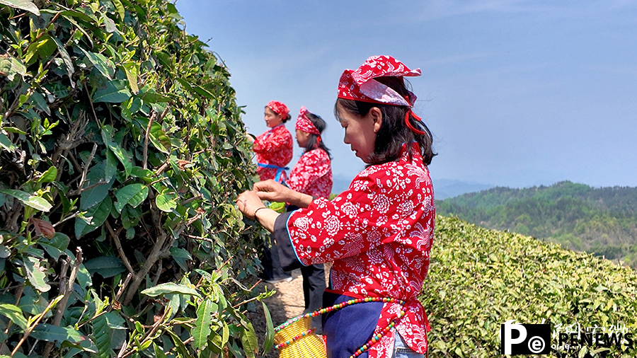 Ancient tea garden blends tradition with tourism in E China