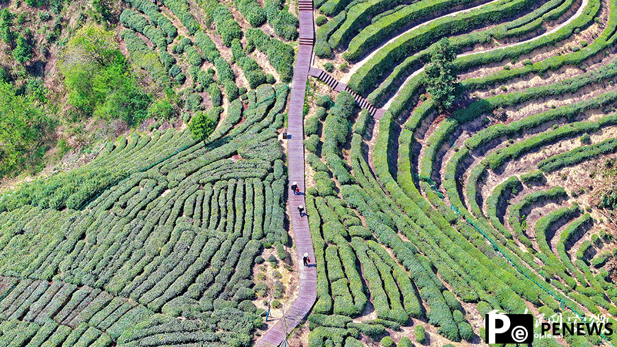 Ancient tea garden blends tradition with tourism in E China