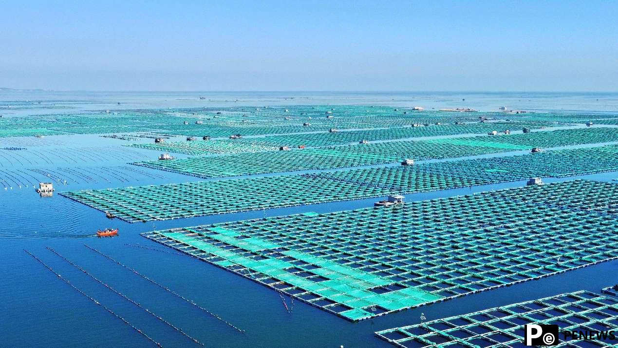 From seafood to carbon assets: how Shandong island is banking on blue resources