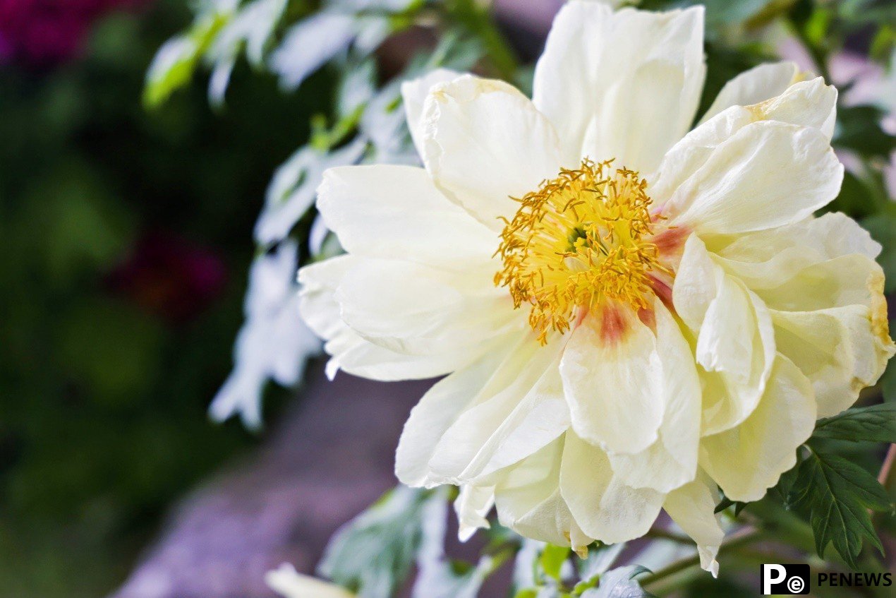 Eurasian journalists tour National Peony Garden in C China