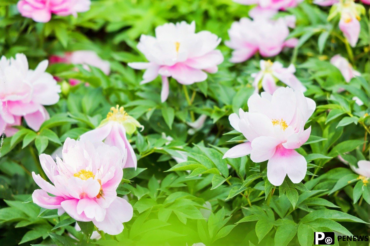 Eurasian journalists tour National Peony Garden in C China