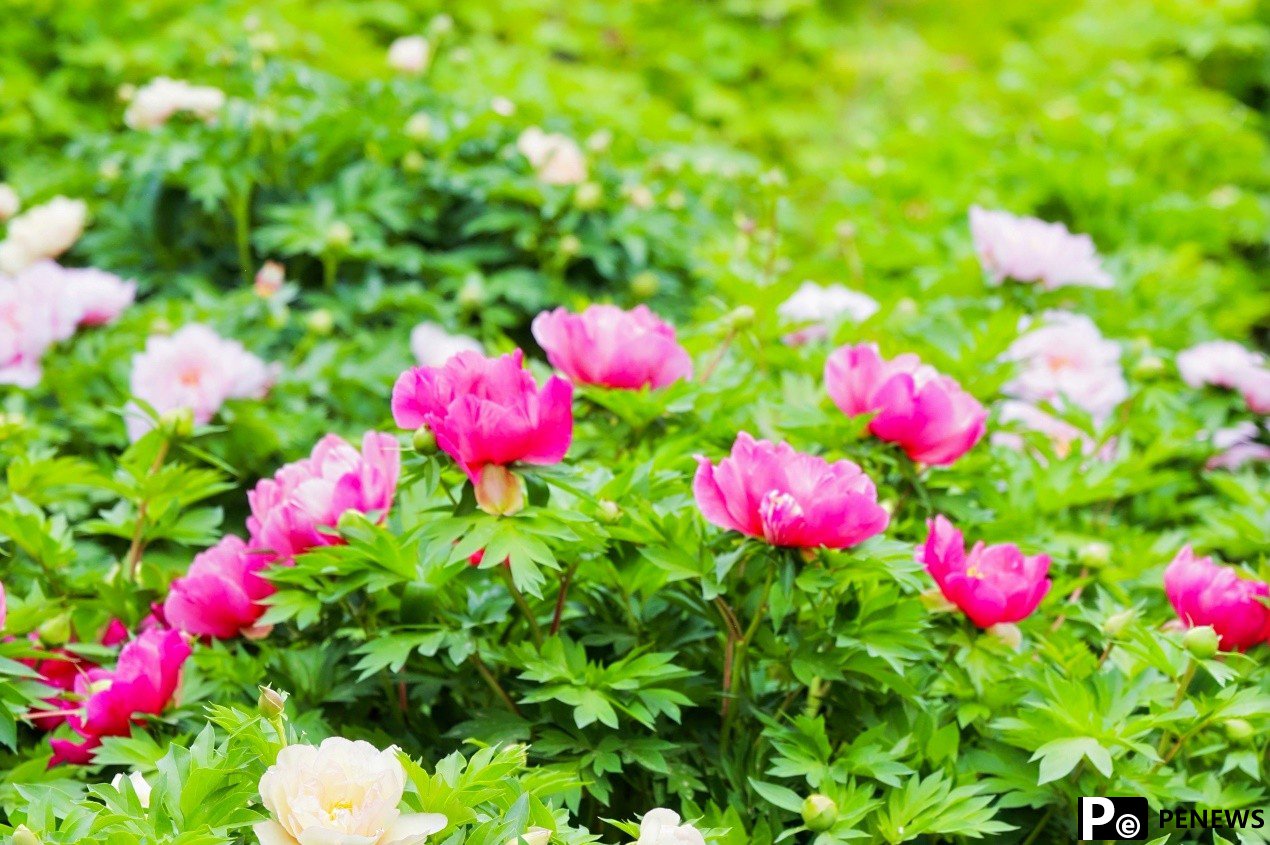 Eurasian journalists tour National Peony Garden in C China