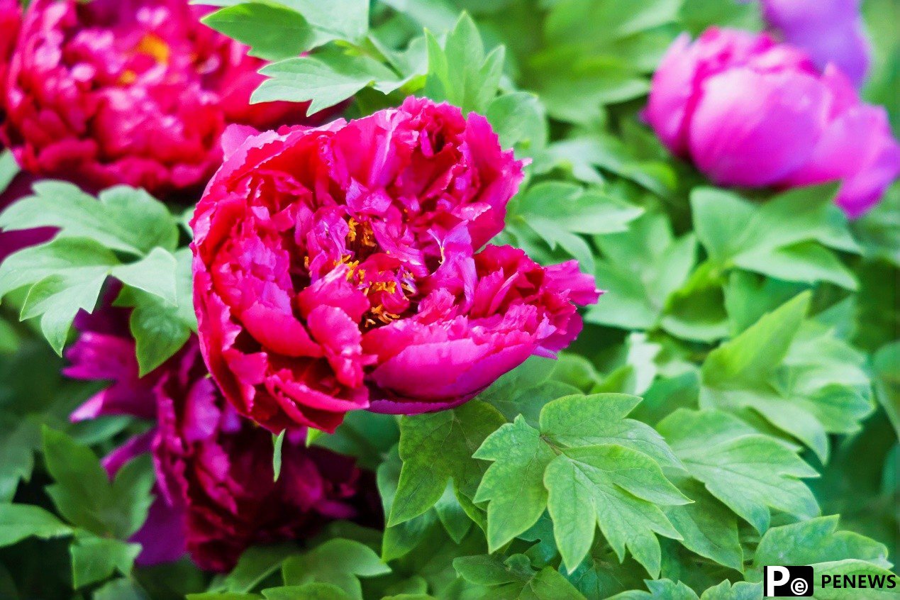 Eurasian journalists tour National Peony Garden in C China