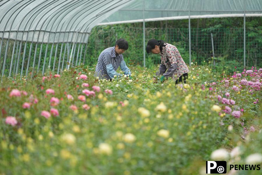 Young lads promote flower business at hometown in E China