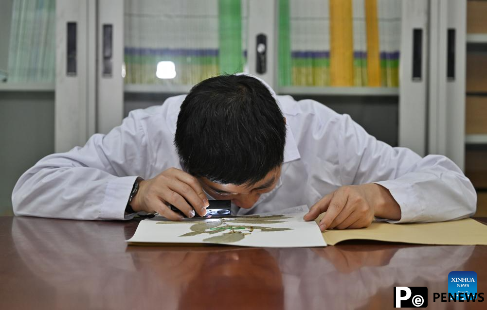 New species of Celastraceae discovered in Chengdu City, China