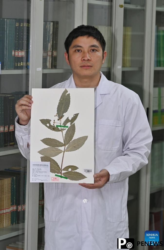 New species of Celastraceae discovered in Chengdu City, China