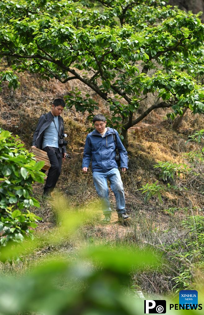 New species of Celastraceae discovered in Chengdu City, China