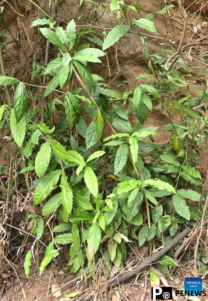 New species of Celastraceae discovered in Chengdu City, China